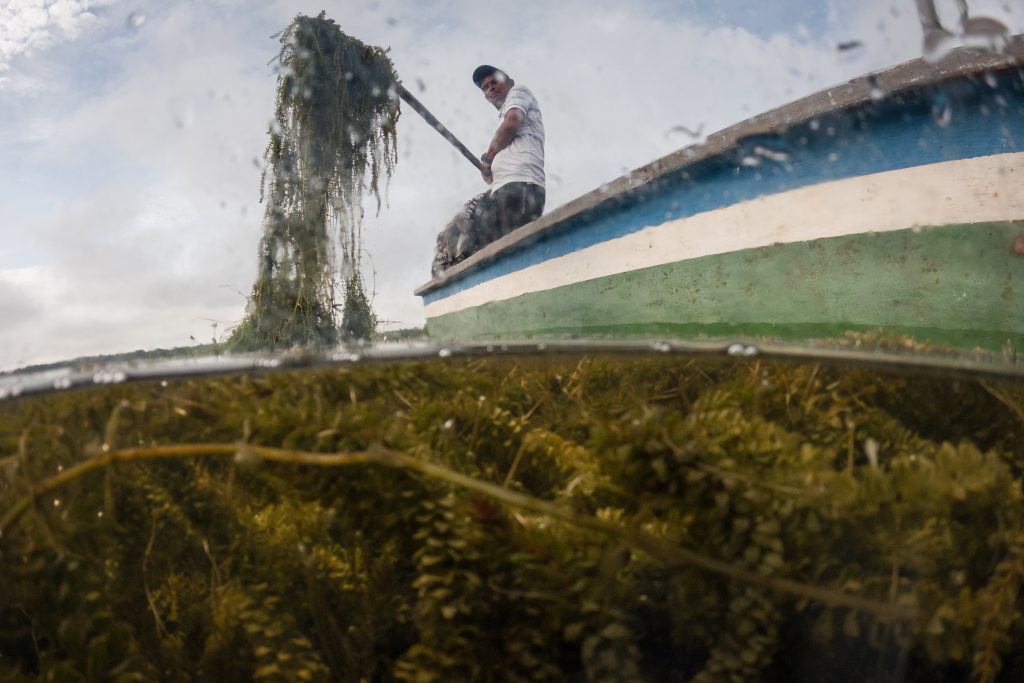 Invasive plant threatens livelihoods in Colombia